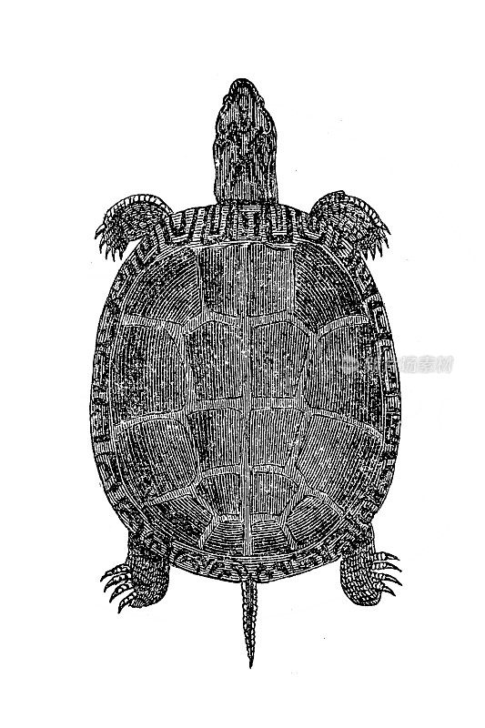 希腊龟(Testudo graeca)